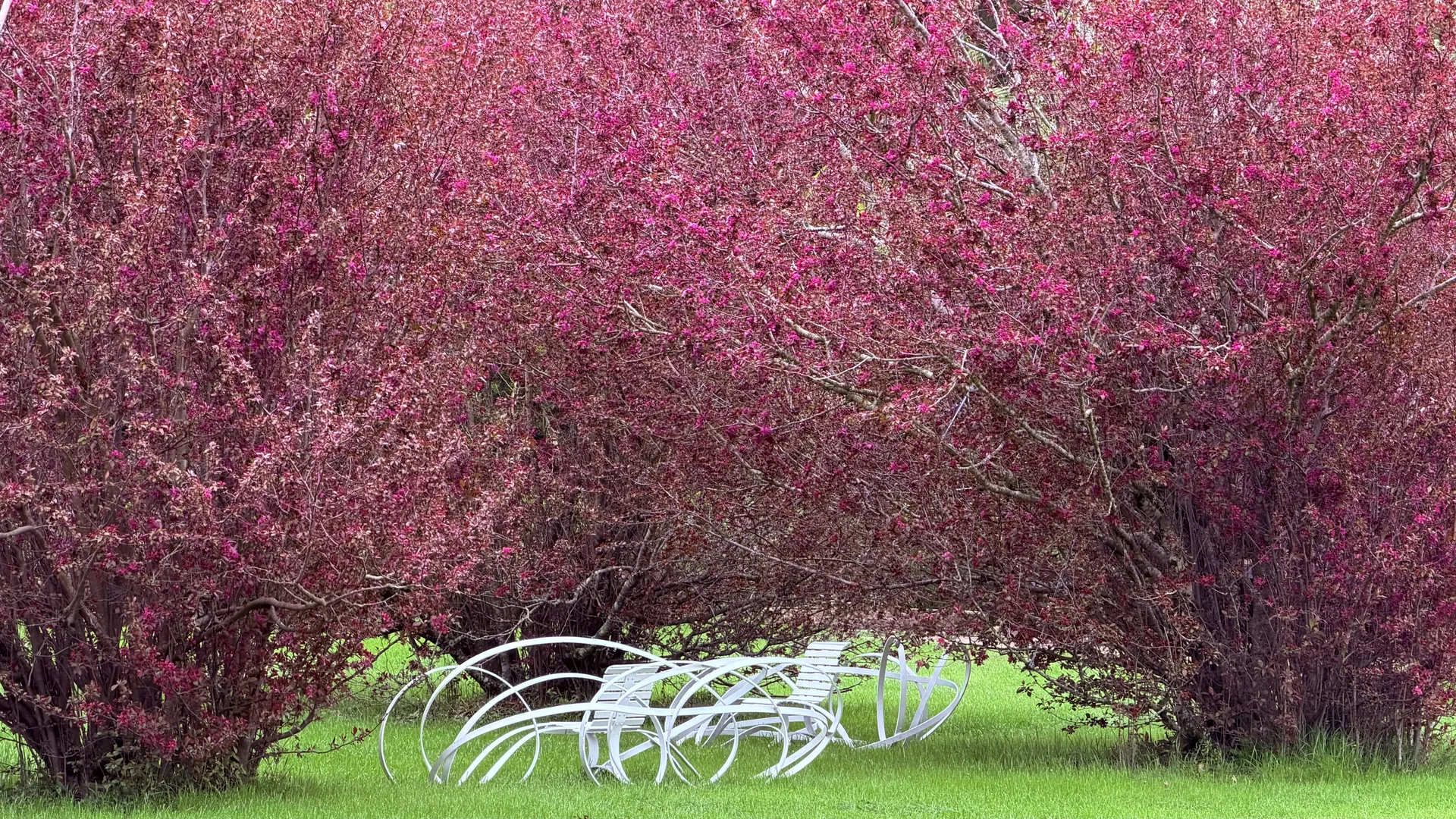 Banco blanco bajo un árbol en flor