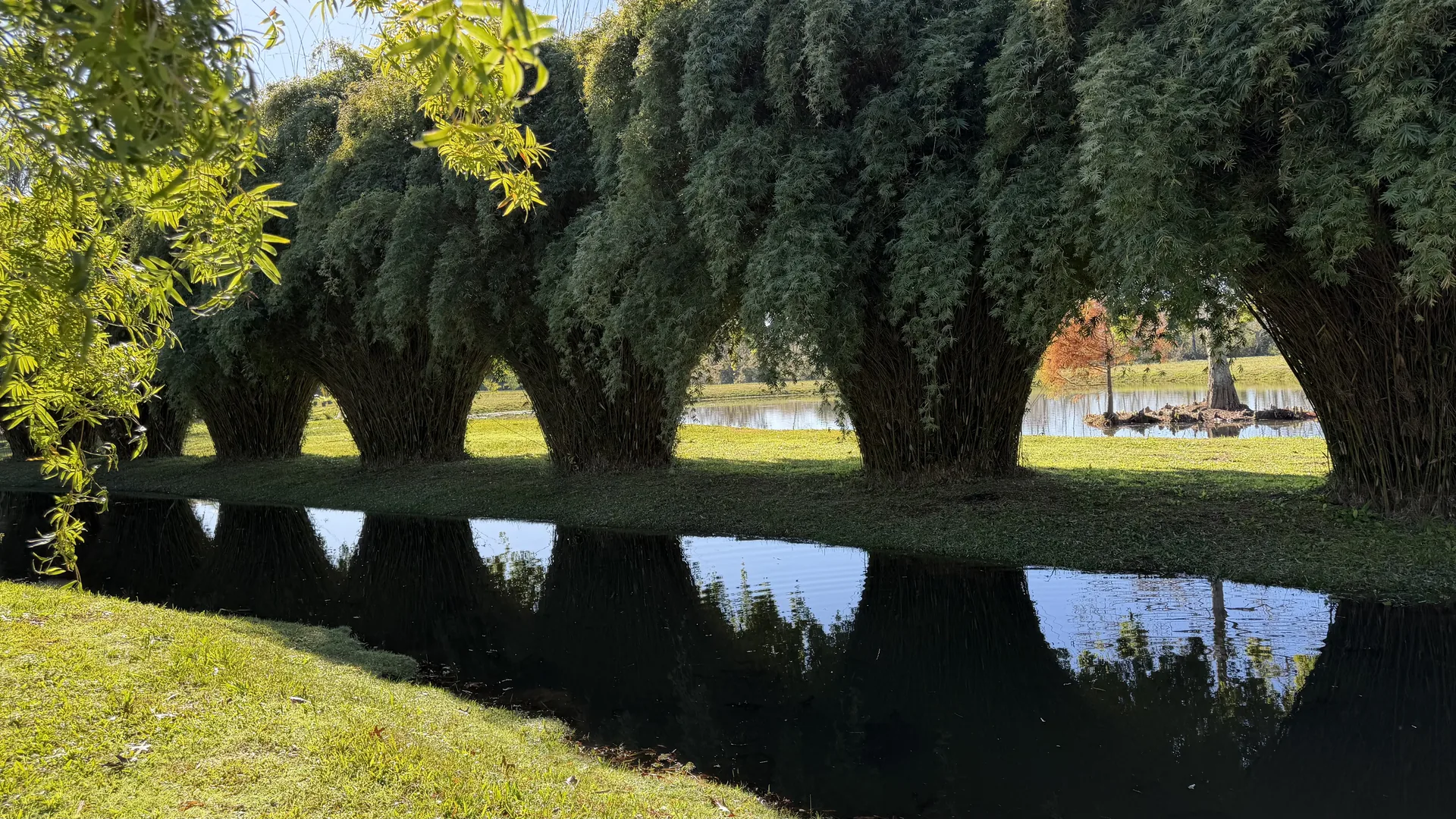 Bambúes reflejados en el agua