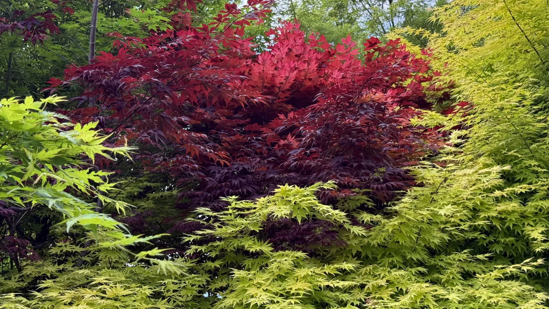 Follaje rojo entre la vegetación del jardín