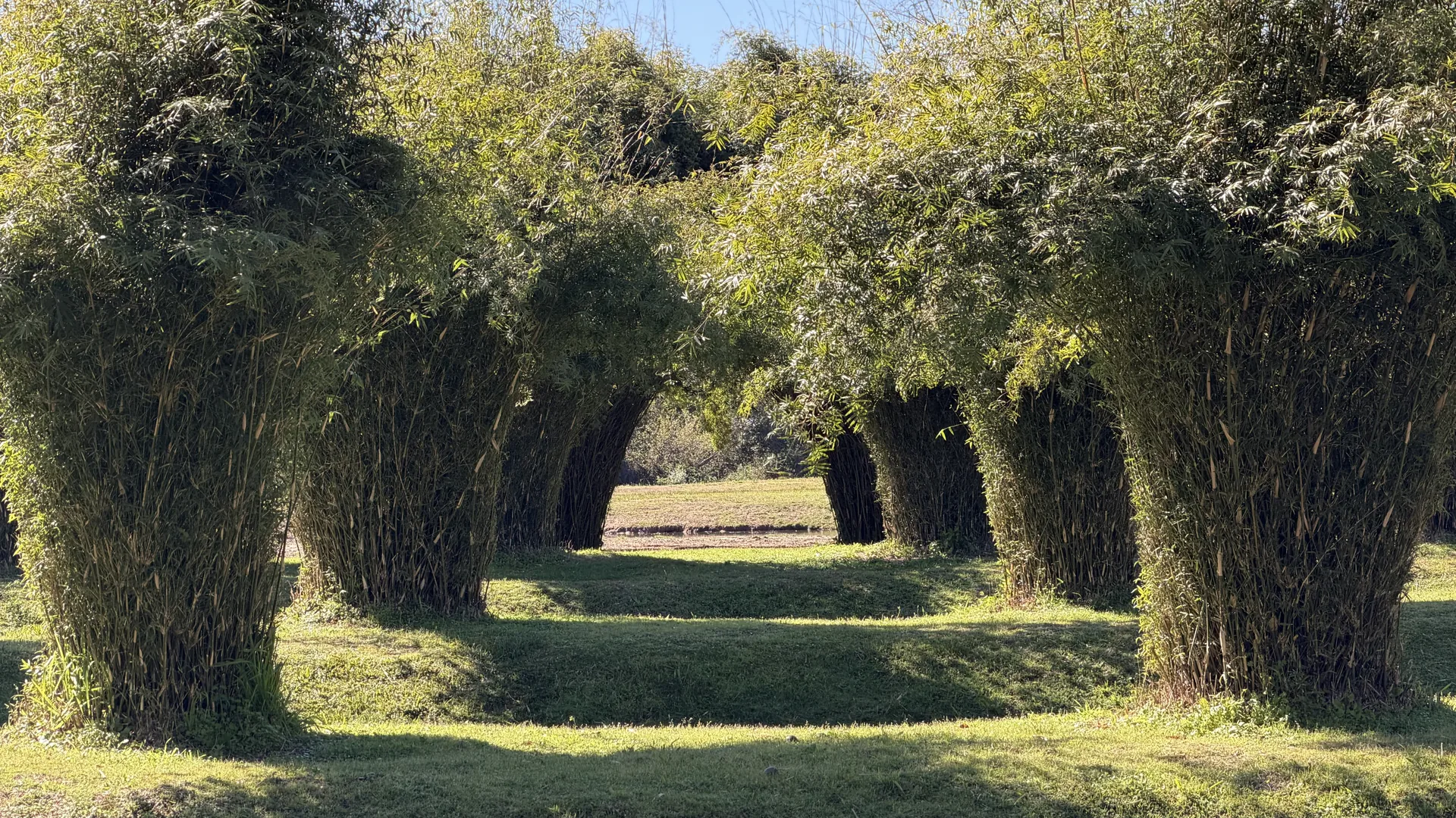 Sendero entre arcos de vegetación